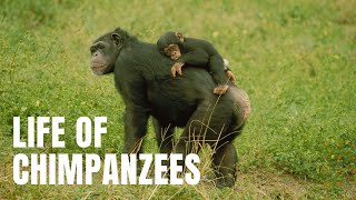 The Life of Chimpanzees [upl. by Anse489]