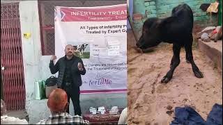 Infertility in Cattle  treatment Camp  Anestrus  Repeat breeding in cow and buffalo jammu vet [upl. by Lucho99]