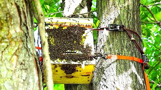 Transferring A Swarm of Honeybees From A Swarm Trap To A Horizontal Beehive [upl. by Gildas]