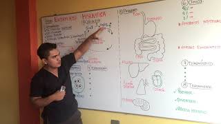 AMEBAS  ENTAMOEBA HISTOLYTICA  GENERALIDADES CICLO DE VIDA EPIDEMIOLOGIA PATOGENIA CLINICA [upl. by Duthie]