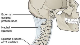 Ligamentum nuchae explained in MalayalamHead and NeckAnatomy [upl. by Anazus]