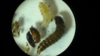 Larvae of Dermestidae amp Tenebrionidae Beetles ex Polyporales Fungus Under Microscope [upl. by Iluj330]