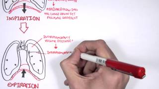 Mechanism of Breathing [upl. by Brine]