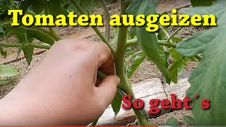 Tomaten ausgeizen  so geht´s 🍅🍅🍅 Geiztriebe an Tomaten erkennen und entfernen 🍅🍅🍅 [upl. by Letsyrc996]