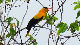 Blacknaped Oriole calling more  Oriolus chinensis boneratensis Tanahjampea [upl. by Gnos924]