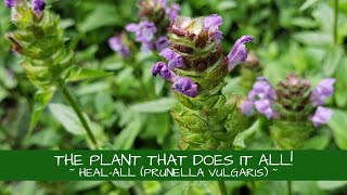 This Plant Really Does It All  Healall Prunella vulgaris [upl. by Eylatan]