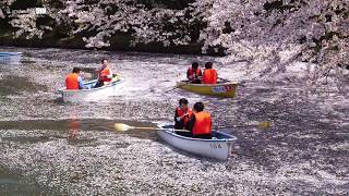 SAKURA Hirosaki Aomori Japan 桜の弘前城 2017 4K [upl. by Anirual99]