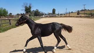 Lexington KC 2023 grey Oldenburg colt [upl. by Showker302]