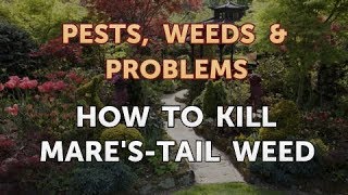 How to Kill Marestail Weed [upl. by Ruddy651]