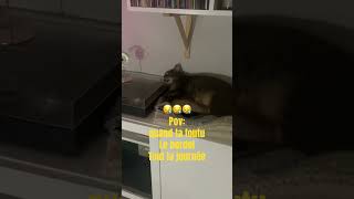 Le ronfleur 😻😻😻cat chatdrole chatonmignon funny chaton catlover pets humour pov [upl. by Wong996]