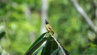 Blackcrested Bulbul in Malaysia May2021 [upl. by Melonie]