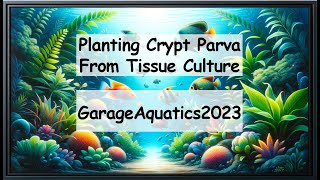 Ill Show You How I Pot Tissue Culture Crypt Parva [upl. by Madian44]