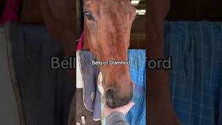 Are these horses a fan of trebor mints or happy to pass onto their mates horse equestrian funny [upl. by Chafee900]