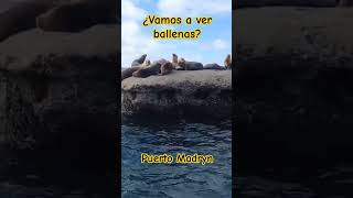 BALLENAS EN PUERTO MADRYNturismo turismoargentino travel shorts ballenas viajar amoviajar [upl. by Brana]