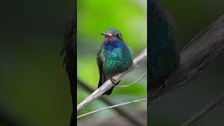 Broadbilled Hummingbird shorts birds hummingbird [upl. by Misab779]