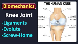 Biomechanics of knee joint LEC 4 [upl. by Flss]