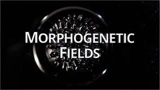 What Are Morphogenetic Fields  Quantum University [upl. by Lionel]