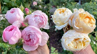 Late Summer Rose Update David Austin and Weeks Roses [upl. by Revart848]