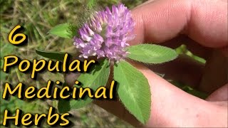 6 Popular Medicinal Plants amp Herbs [upl. by Oileduab]