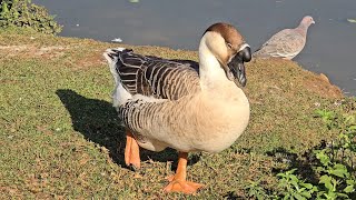 African Goose [upl. by Roman]