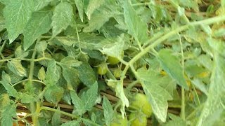 How I Tried Irrigation System To Farm Tomatoes [upl. by Annaitsirhc707]