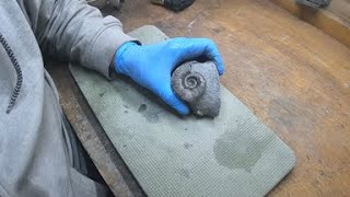 Fossil preparation  Yorkshire ammonite gramoceras 9 [upl. by Fancy521]