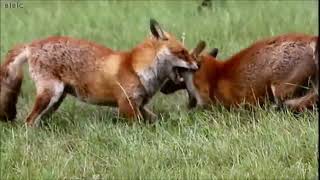 Two foxes fighting over territory [upl. by Halsy848]