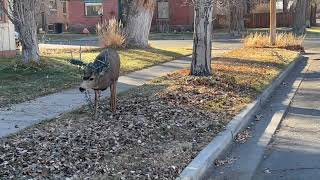 Colorado Deer Found With Christmas Lights Tangled Up in Antlers [upl. by Kathi]