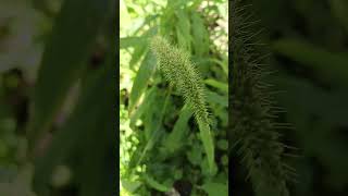 Pennisetum setaceum is a perennial grass and aggressive weedflower is a panicle with spikes [upl. by Rhiana291]