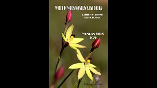 WILDFLOWERS WESTERN AUSTRALIA Lemon Scented Sun Orchids Wongan Hills WA [upl. by Efar709]