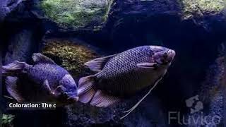 Giant Gourami Fish [upl. by Bo]