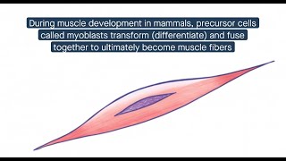 Growth hormone receptor A control valve for muscle development [upl. by Akeinahs741]