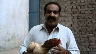 OLD ASEEL HEN  by Usted Rana Safdar Shab city Gujranwala‬‏flv [upl. by Yema348]