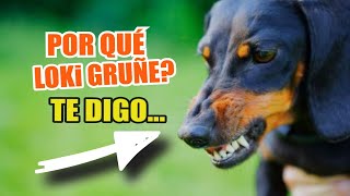 🐶 ¿Por Qué GRUÑEN Los PERROS ⚠️🖐🏻 5 Causas y Qué Hacer [upl. by Musa622]