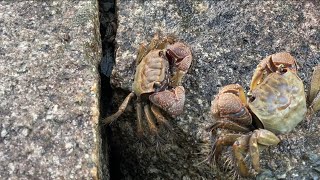 🦀カニ Crabs Weather Affected by Typhoon 507 [upl. by Gona551]