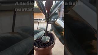 Nuevas hojas ficus🌱 plantita feliz [upl. by Maxima]