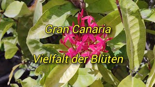 Gran Canaria  Vielfalt der Blüten [upl. by Normac]