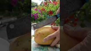 SWEET AND DELICIOUS PAPAYA papaya ripe fruitcutting Juicy sweet fresh nature shorts clip [upl. by Sneve909]