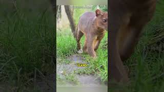 Madagascars Greatest Predator 🐈 The Fossa shorts [upl. by Kokaras]