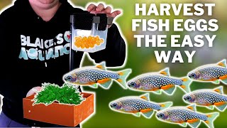 How to Breed CPDs Tetras and other Egg Scattering Fish the Easy Way DIY Egg Harvester for Fish [upl. by Euqor964]