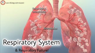 Respiratory System  Respiratory failure 3D video  respiratory biology [upl. by Dalis271]