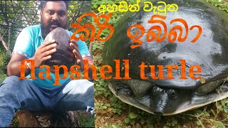 කිරි ඉබ්බා කිරි ඉබ්බා  අළු ඉබ්බා  දිය කුකුලා  Flapshell Turtle Lissemys punctata [upl. by Cheslie]