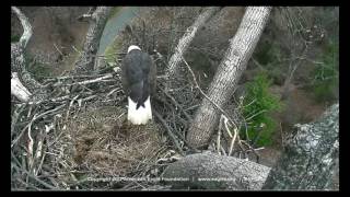 DC Eagle Cam 11617 Nestorations at the DC Nest [upl. by Burnside]