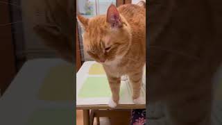 Cat wants to be petted❤️😂 cat cute pets funnycatvideoscutecat orangecat [upl. by Gearhart]