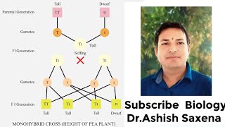 What is the genotype and phenotype ratio of a monohybrid cross [upl. by Briana]