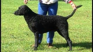 Curly Coated Retriever  AKC Dog Breed Series [upl. by Eugine]