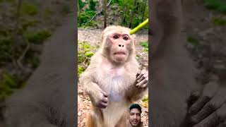 Angry monkey funny video monkey​ life style in​ forest monkeyfunny​ video [upl. by Ronaele]