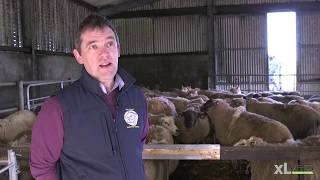 Pasteurella Pneumonia and Clostridial Disease  XLVets Sheep Roadshow 2020 [upl. by Yci382]