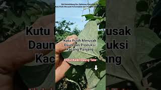 WASPADAI KUTU PUTIH Merusak Daun dan Produksi Kacang Panjang Versi DgTataShorts [upl. by Nillek70]