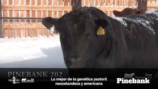 Pinebank  Angus Negro [upl. by Han872]